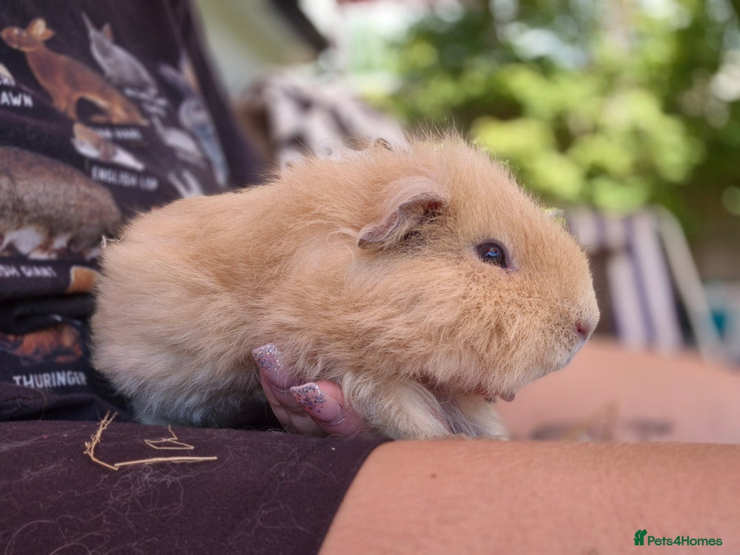 Guinea Pig rodents for sale: John & Casey bonded brothers - Image 7