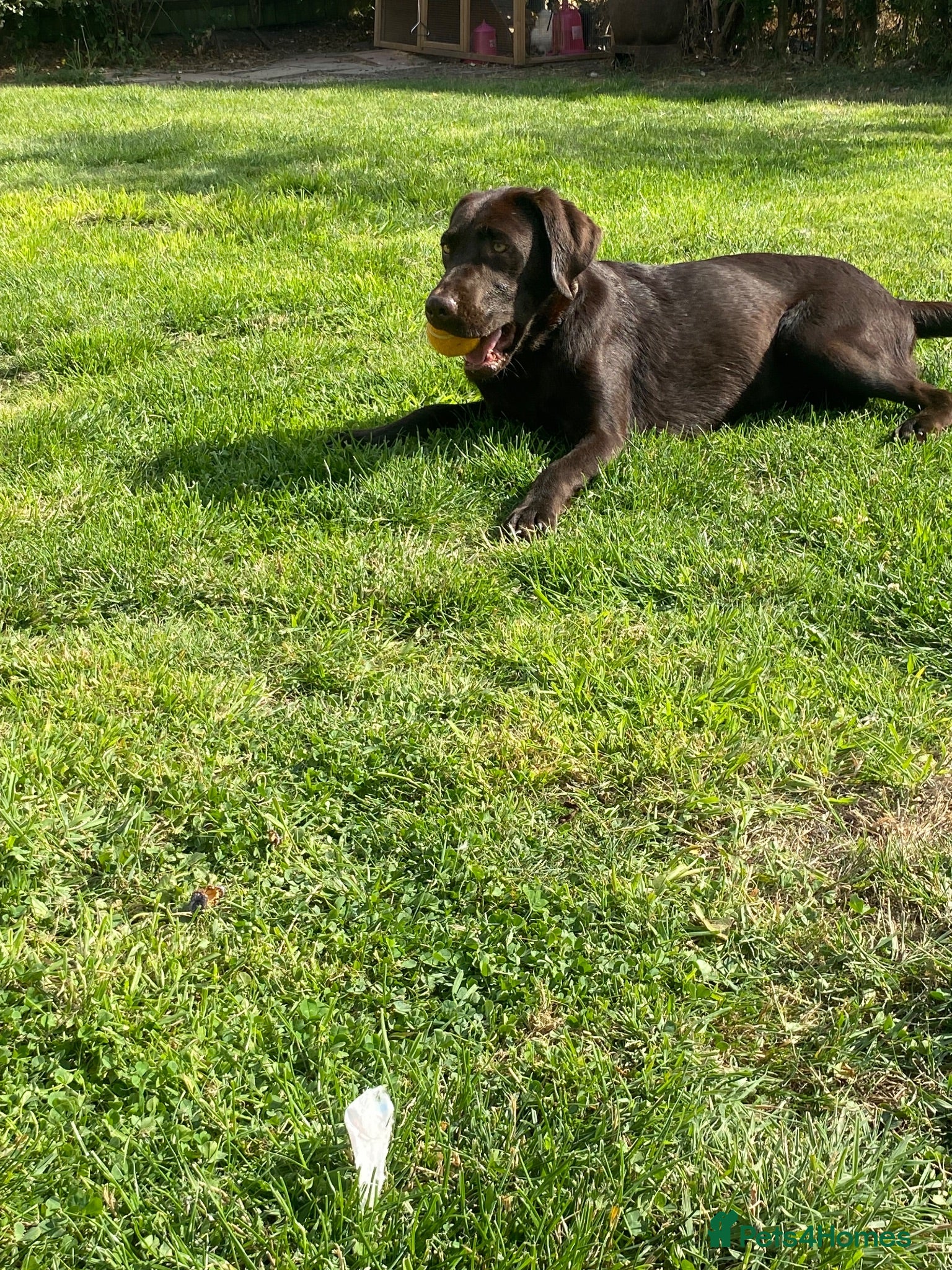 Labrador Retriever dogs Stunning chocolate working lab  - Advert 1