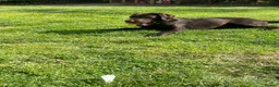Labrador Retriever dogs for sale: Stunning chocolate working lab  - Advert 1