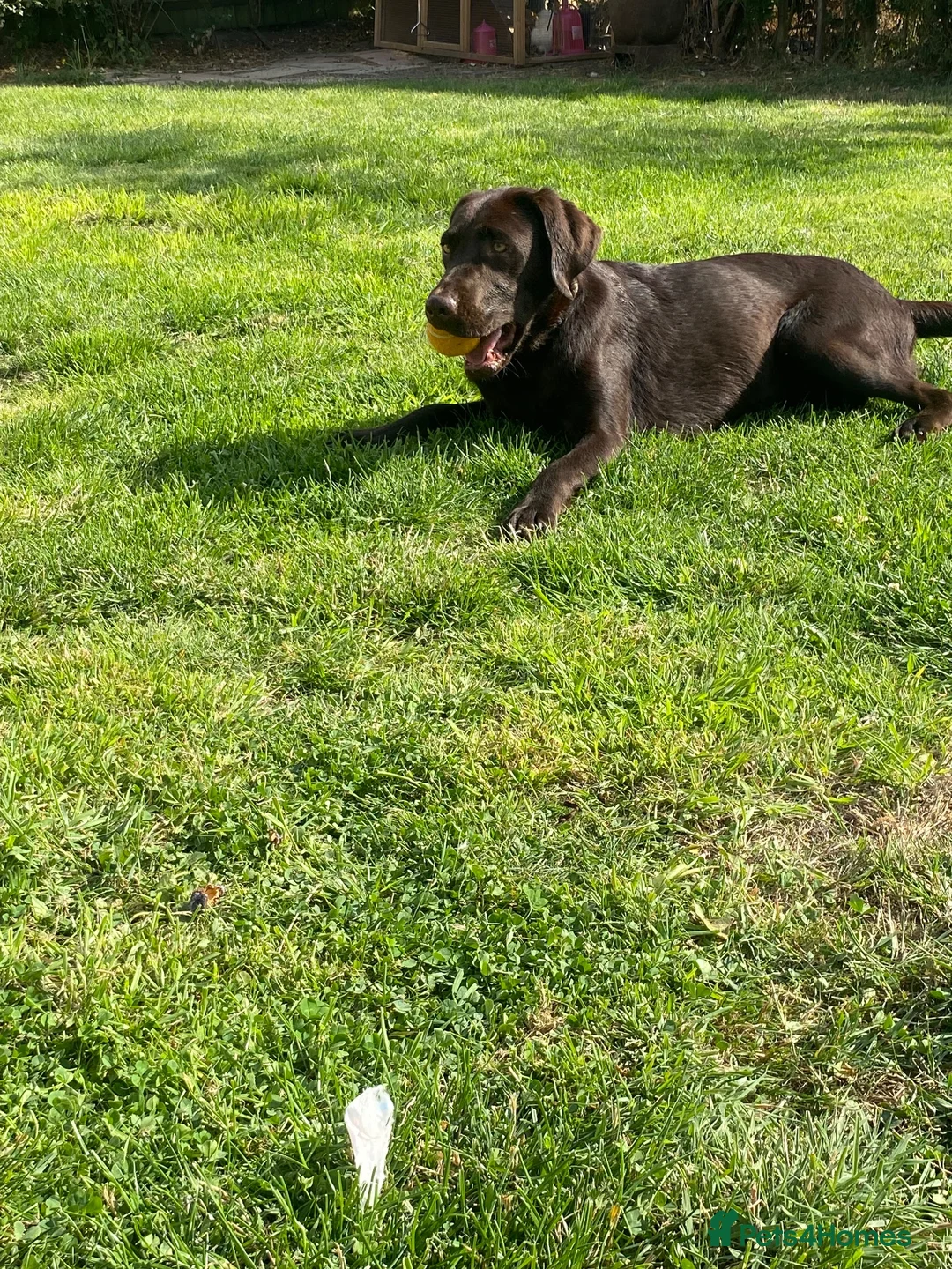 Labrador Retriever dogs for sale: Stunning chocolate working lab  - Advert 1
