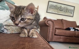 Mixed Breed cats for sale: 2 female kittens 3 months and 6 months - Image 5