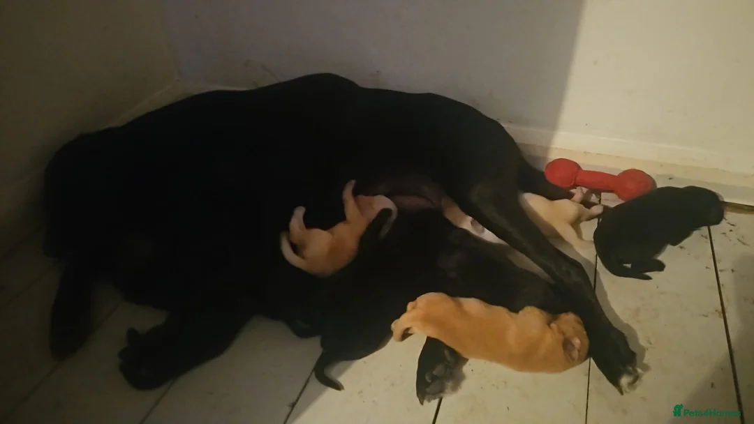 Labrador Retriever dogs for sale: Beautiful Labrador Retriever Puppies  - Advert 25