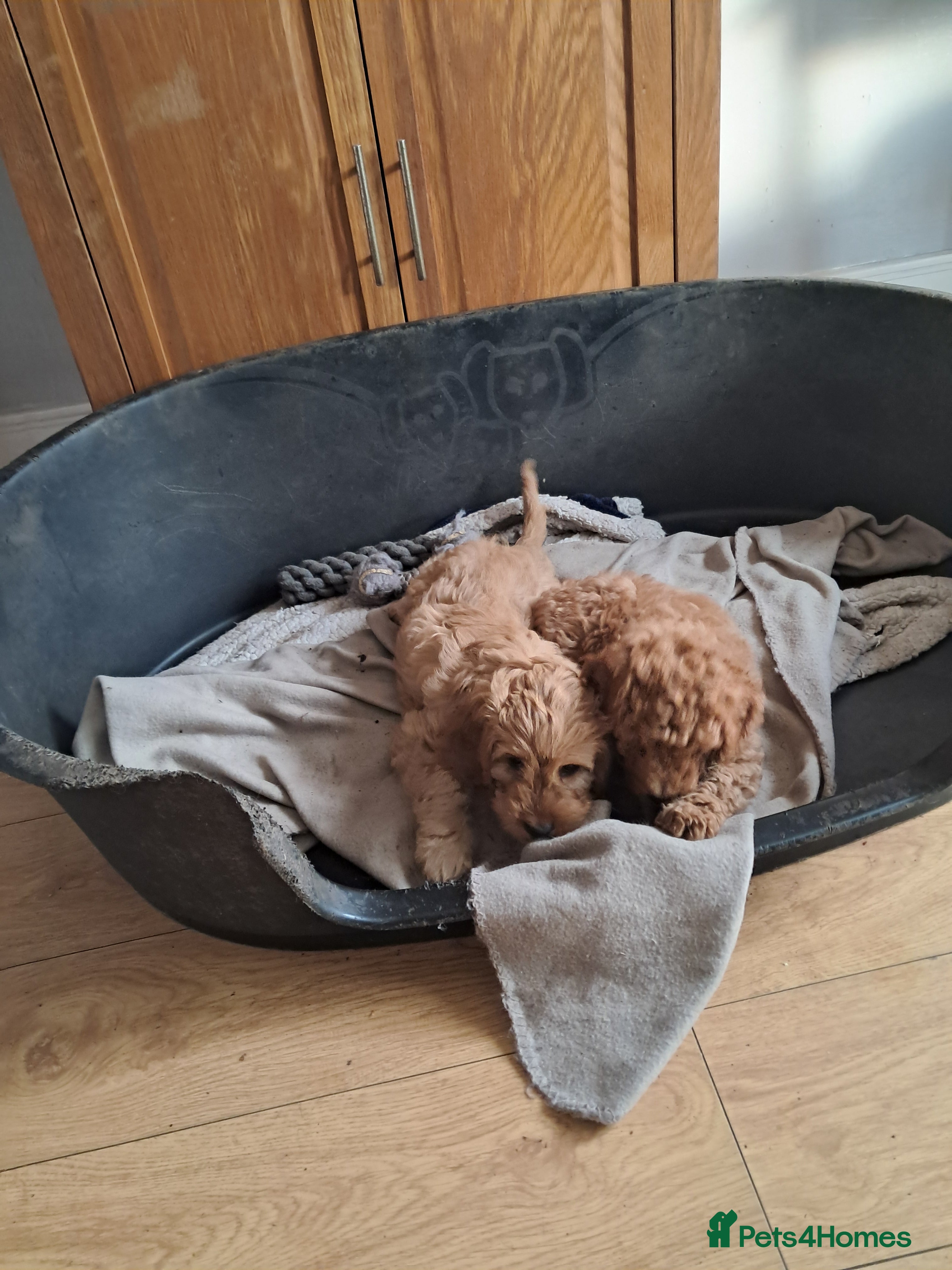 Cockapoo dogs Cockapoos F2 (deep red/faun) - Advert 1