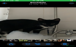 British Shorthair cats for sale: 5 Month Old Black and White Cat - Image 5