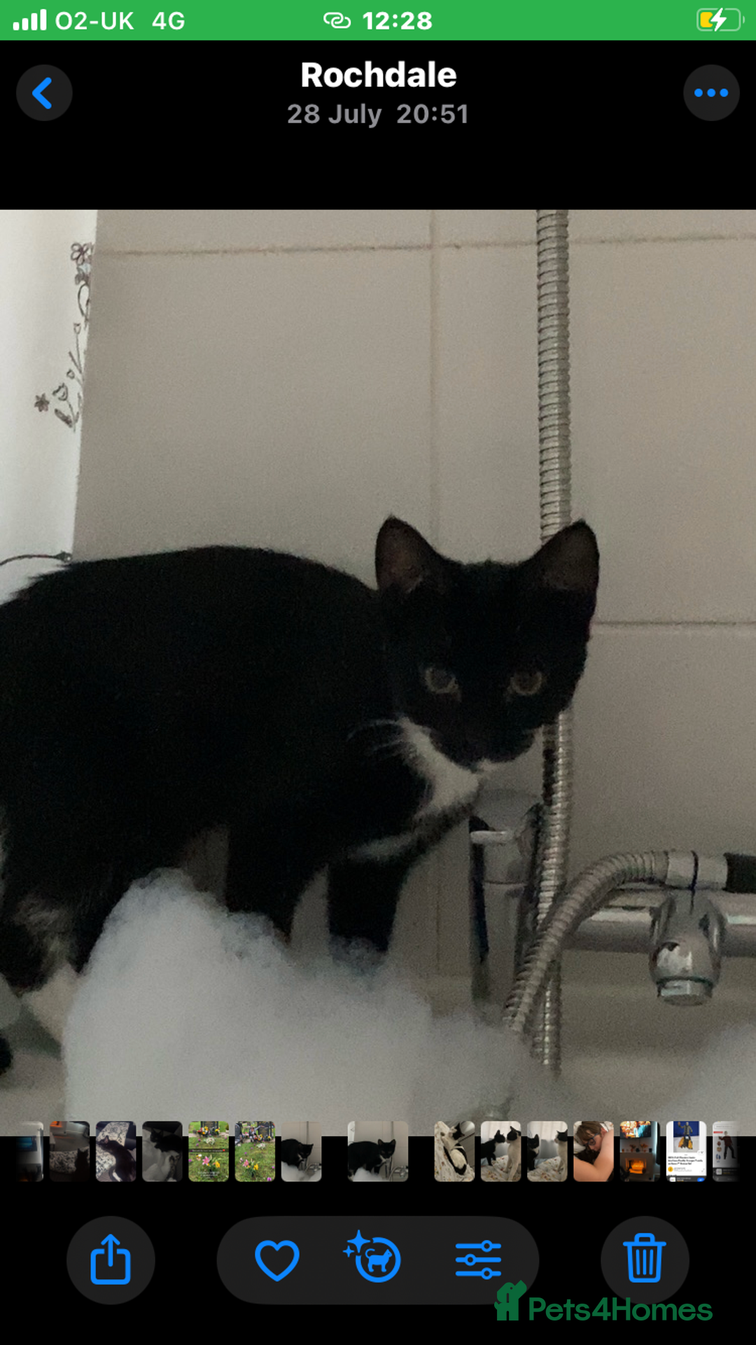 British Shorthair cats for sale: 5 Month Old Black and White Cat - Image 5