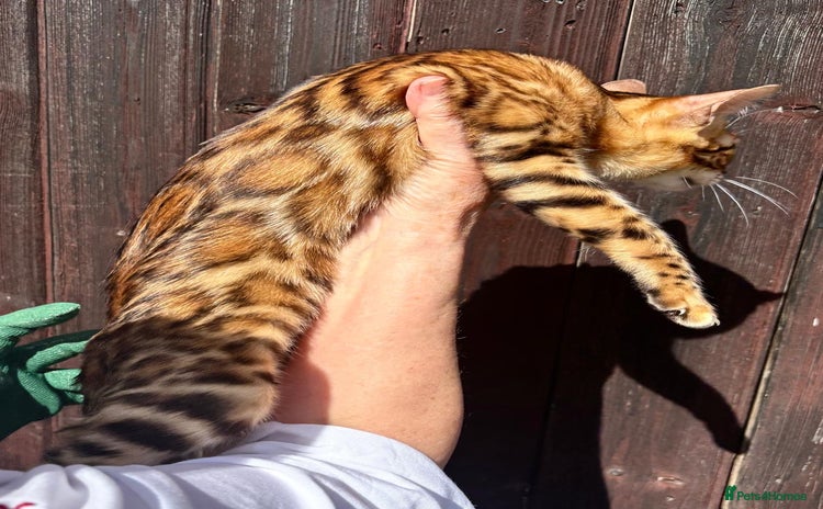 Bengal cats - Advert 4