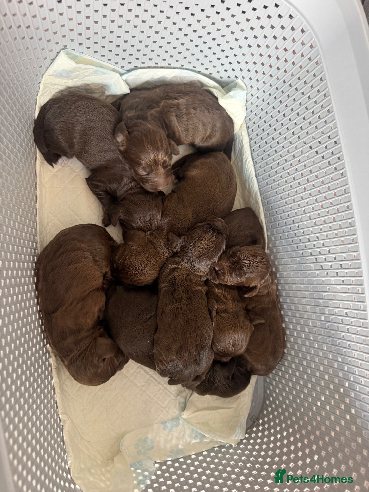 Cocker Spaniel dogs Working cocker spaniel puppies - Advert 5