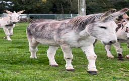 Donkey livestock for sale: Grey gelding donkey 16years old - Image 6