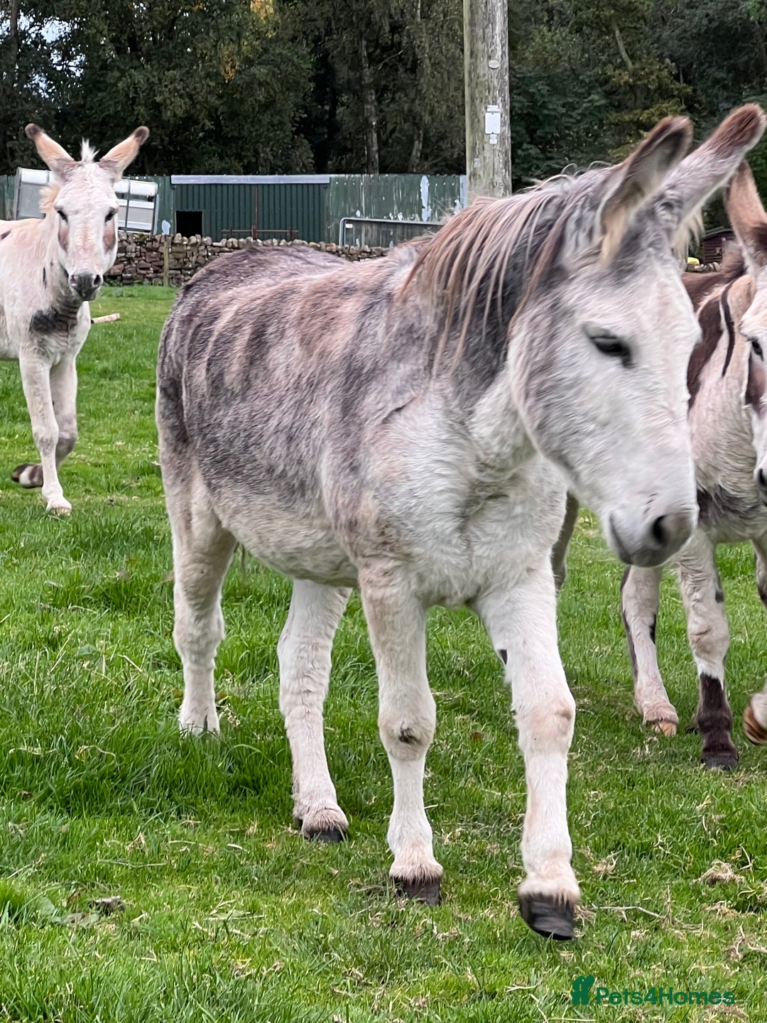 Donkey livestock for sale: Grey gelding donkey 16years old - Image 6