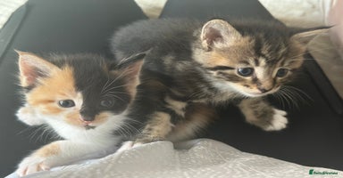 Maine Coon cats - Advert 4