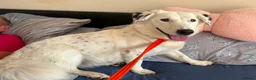 Mixed Breed dogs for adoption: Mica - Norwich Norfolk  in Norwich - Advert 3