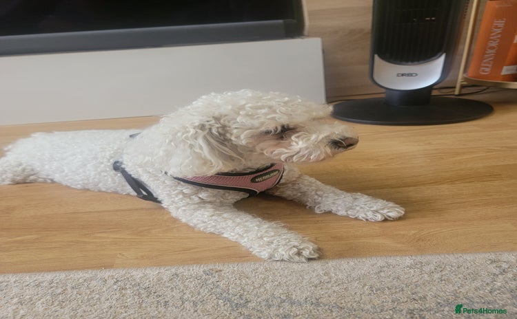 Bichon Frise dogs for sale in Chatham - Advert 1