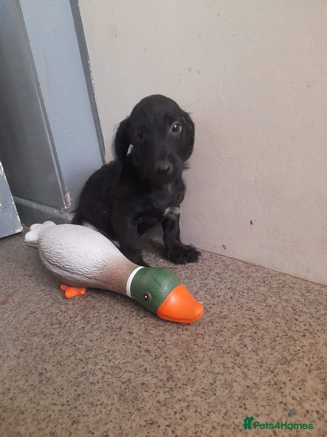 Miniature Dachshund dogs for sale: Miniture dashounds wire hair  - Image 3