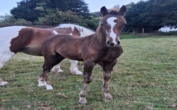 Other Breed horses for sale: Beautiful Homebred Colt  - Image 3