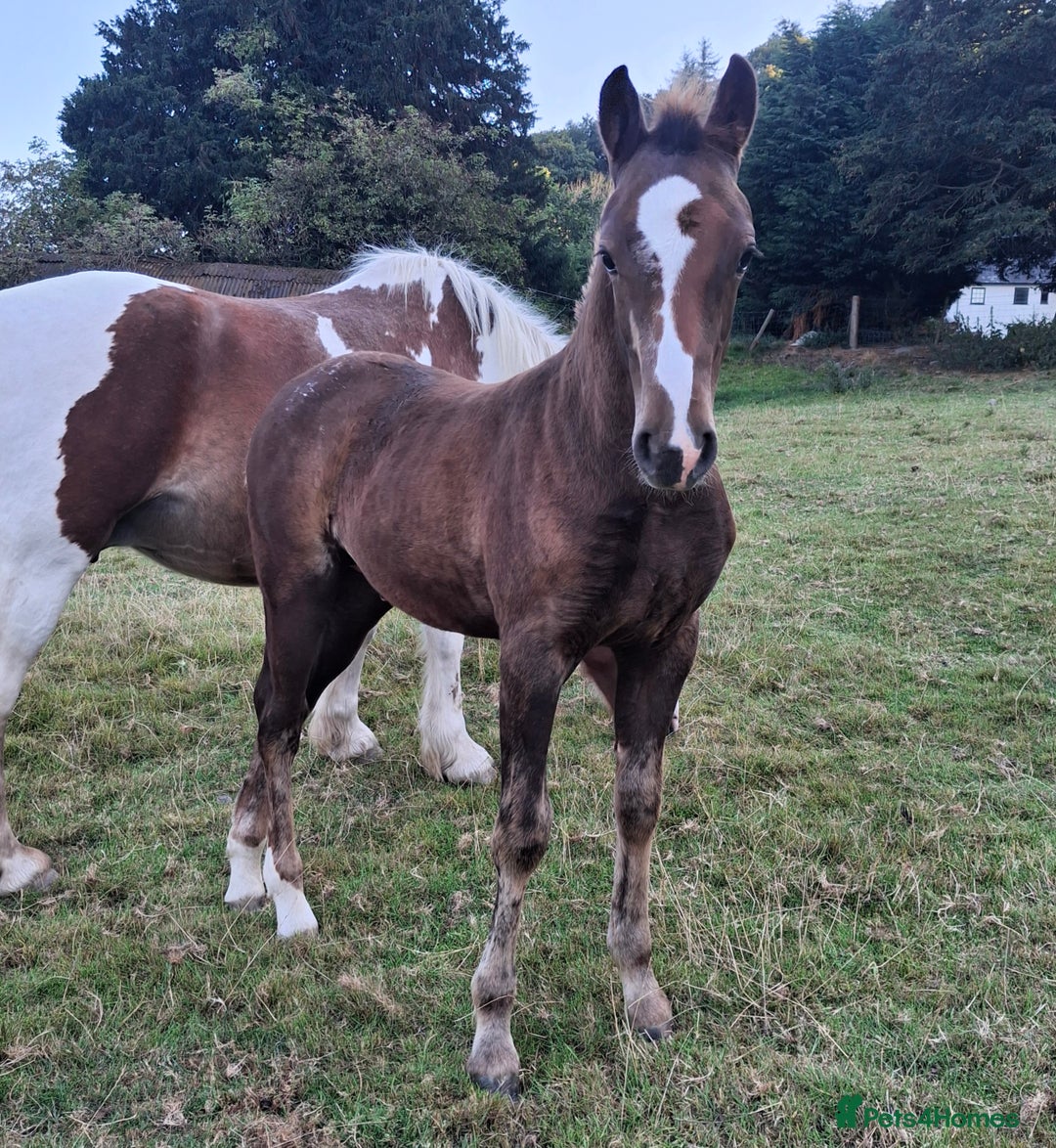 Other Breed horses for sale: Beautiful Homebred Colt  - Image 3