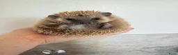 Pygmy Hedgehog rodents for sale: 4 months old male hedgehog  - Advert 1