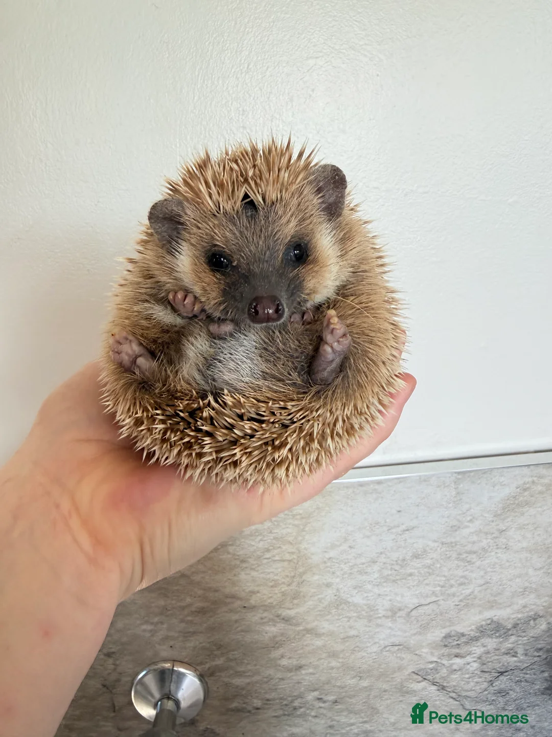 Pygmy Hedgehog rodents for sale: 4 months old male hedgehog  - Advert 1