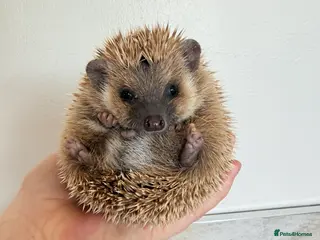 Pygmy Hedgehog rodents 4 months old male hedgehog - Advert 1