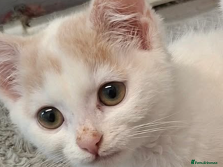 Mixed Breed cats Stunning white n ginger male kitten - Advert 13