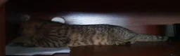 Scottish Fold cats for sale: Scottish fold pure breed kitten Tabby gold boy  - Advert 5