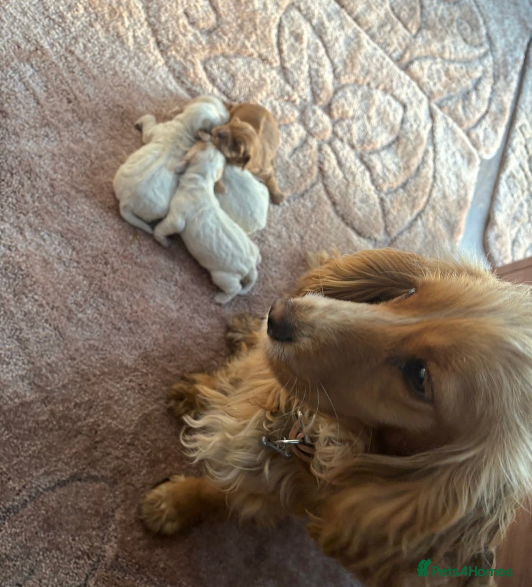 Cocker Spaniel dogs for sale: Sold  - Image 12