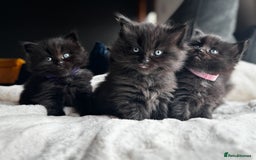 Ragcoon cats for sale: Ragcoon Kittens - Image 9