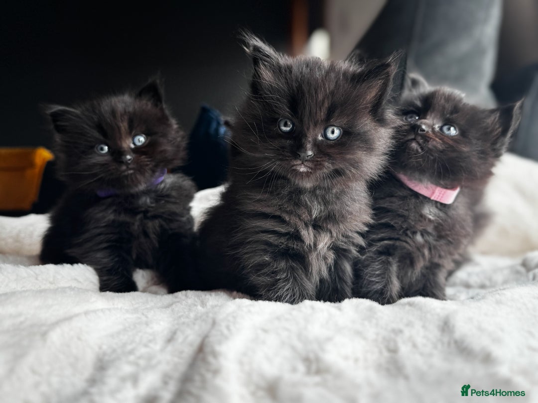 Ragcoon cats for sale: Ragcoon Kittens - Image 9
