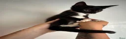 Mixed Breed cats for sale: 2 GORGEOUS GIRLS URGENTLY NEEDING HOMES - Advert 12