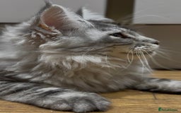 Maine Coon cats for sale: Maine coon kittens•Ready to leave•Fully vaccinated - Image 12