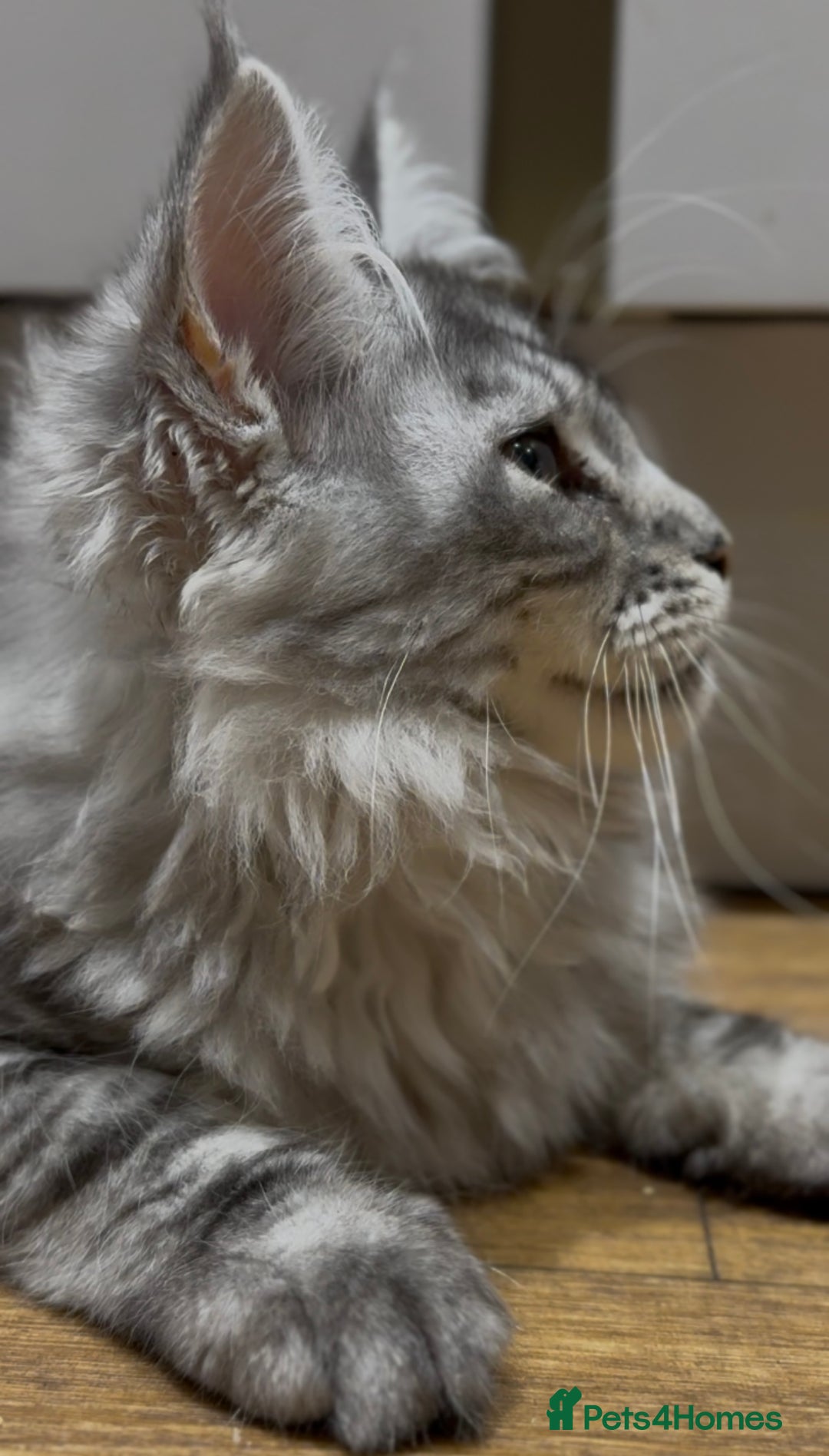Maine Coon cats for sale: Maine coon kittens•Ready to leave•Fully vaccinated - Image 12