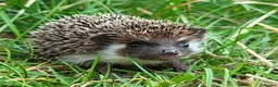 Pygmy Hedgehog rodents for sale: African Pygmy Hedgehog Hoglets  - Advert 2
