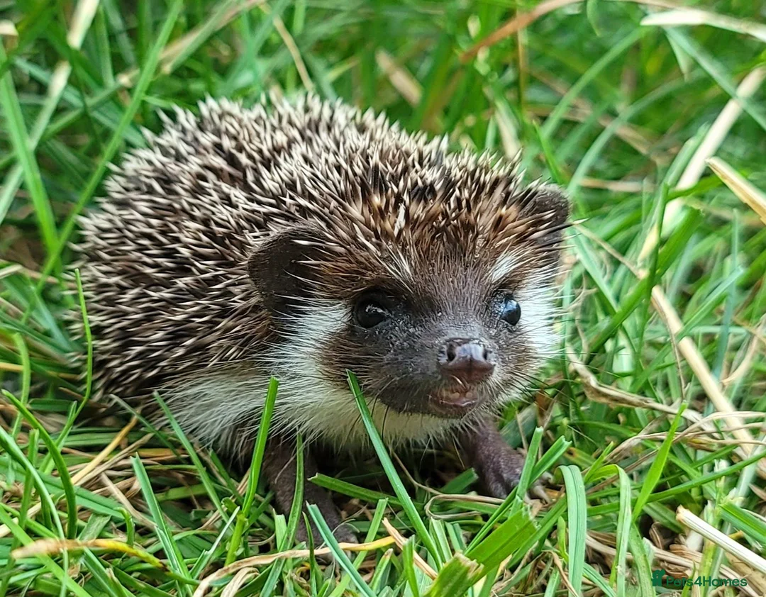 Pygmy Hedgehog rodents for sale: African Pygmy Hedgehog Hoglets  - Advert 2