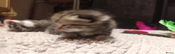 Mixed Breed cats for sale: 7 little kittens looking for new home. - Advert 6