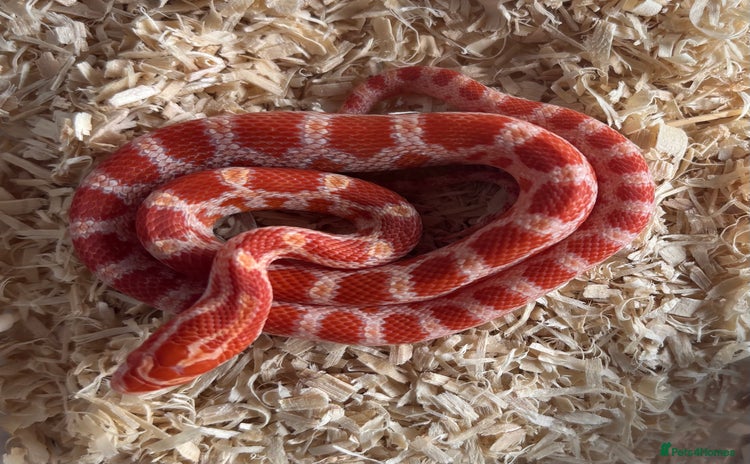 Corn Snake reptiles - Advert 4