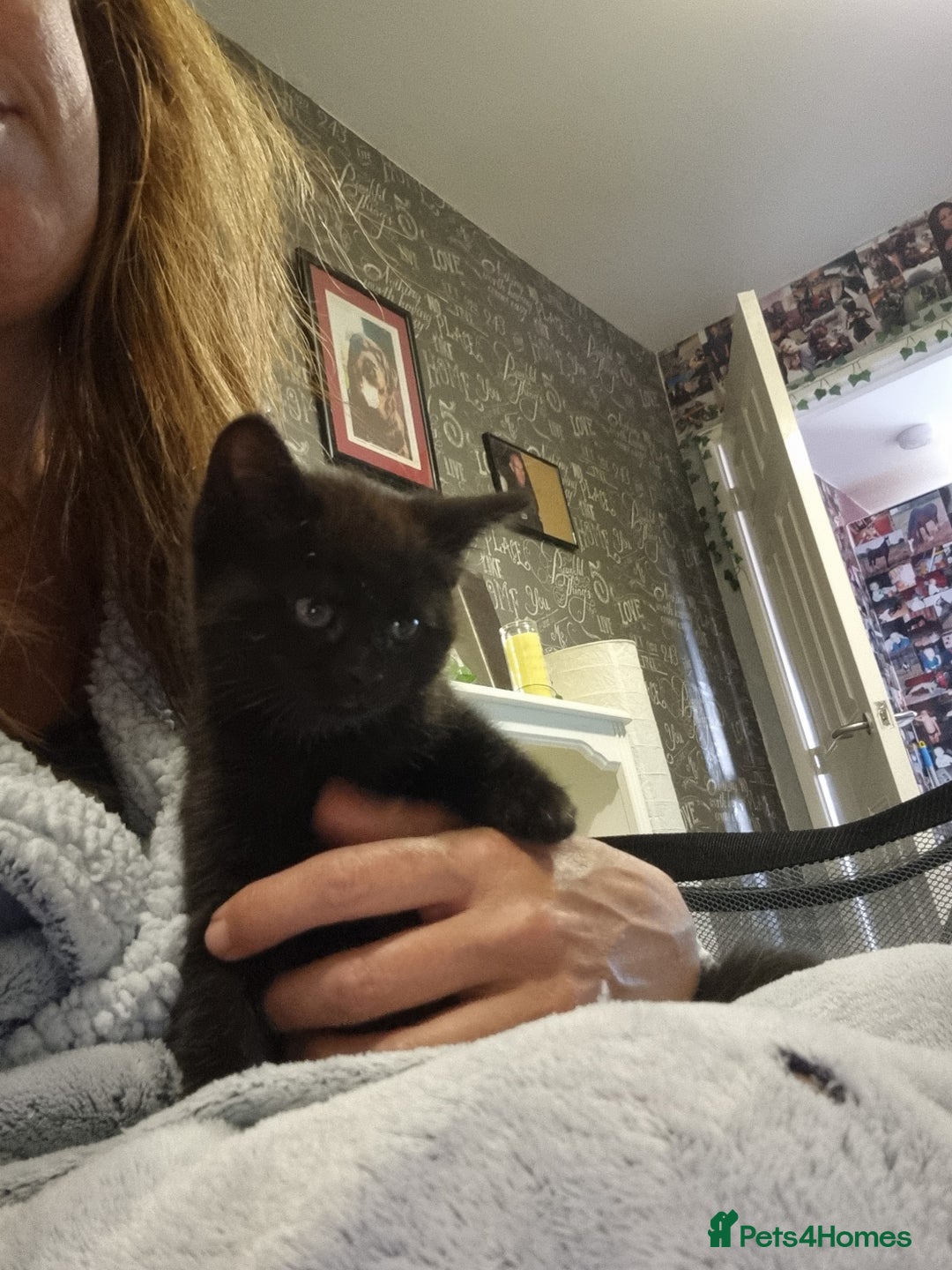 Mixed Breed cats for sale: Black tabby kittens just 2 left  - Image 5