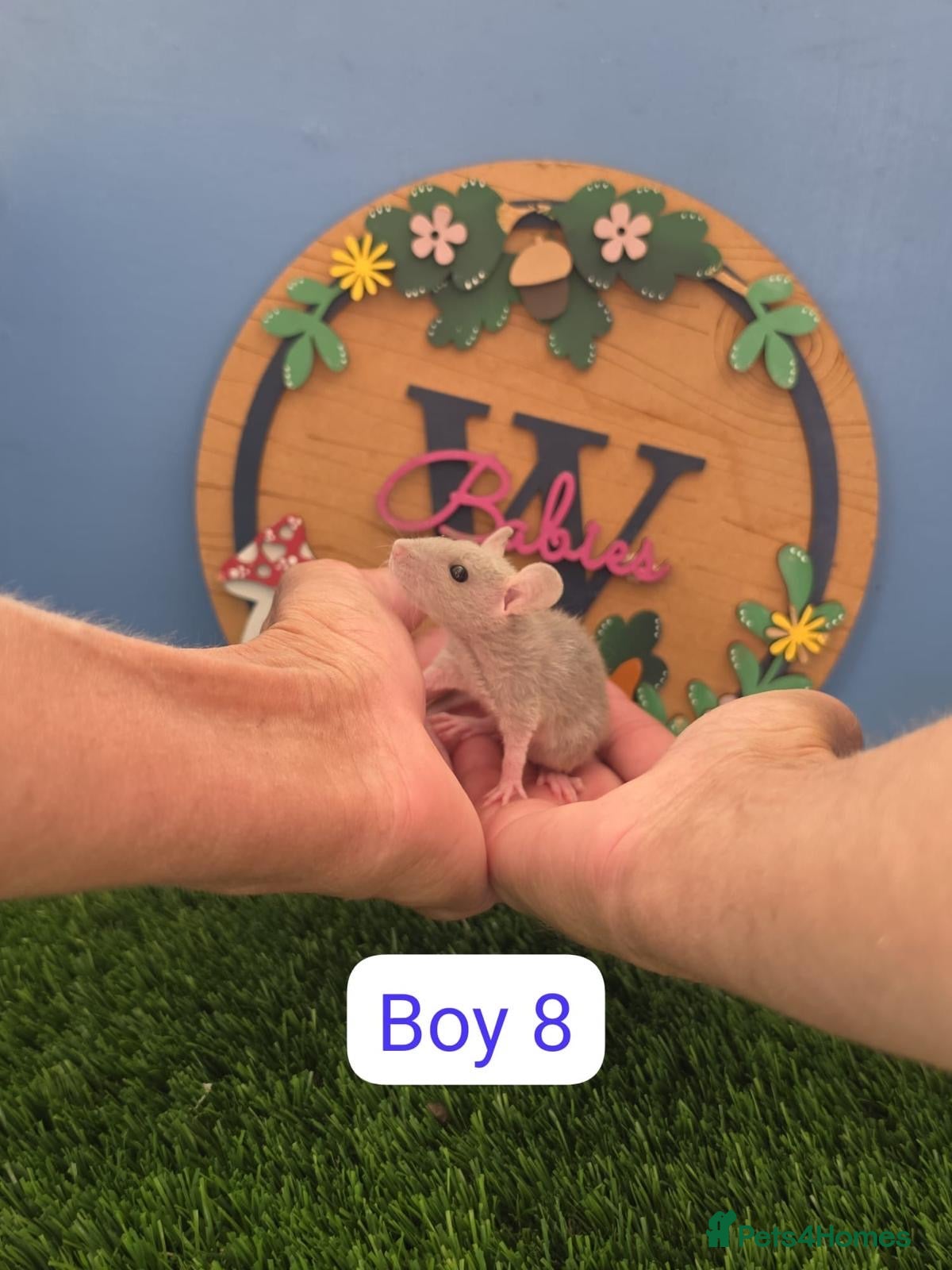 Rat rodents Dwarf Baby Rats Male Boys Friendly  - Advert 2