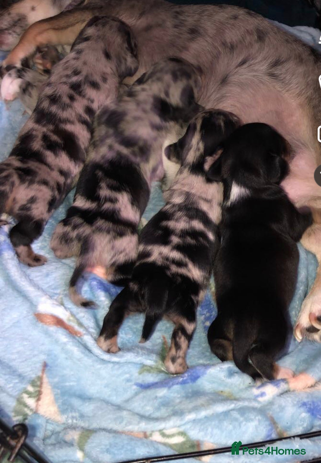 Chiweenie dogs for sale: Chihuahua Cross Puppies   - Image 6
