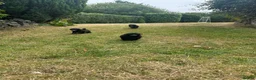 Toy Poodle dogs for sale: TOY POODLE PUPPIES, KC REG, PRA CLEAR, SILVER,BLUE in Prenton - Advert 9