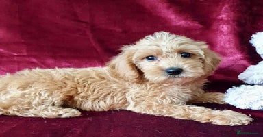Maltipoo dogs - Advert 12