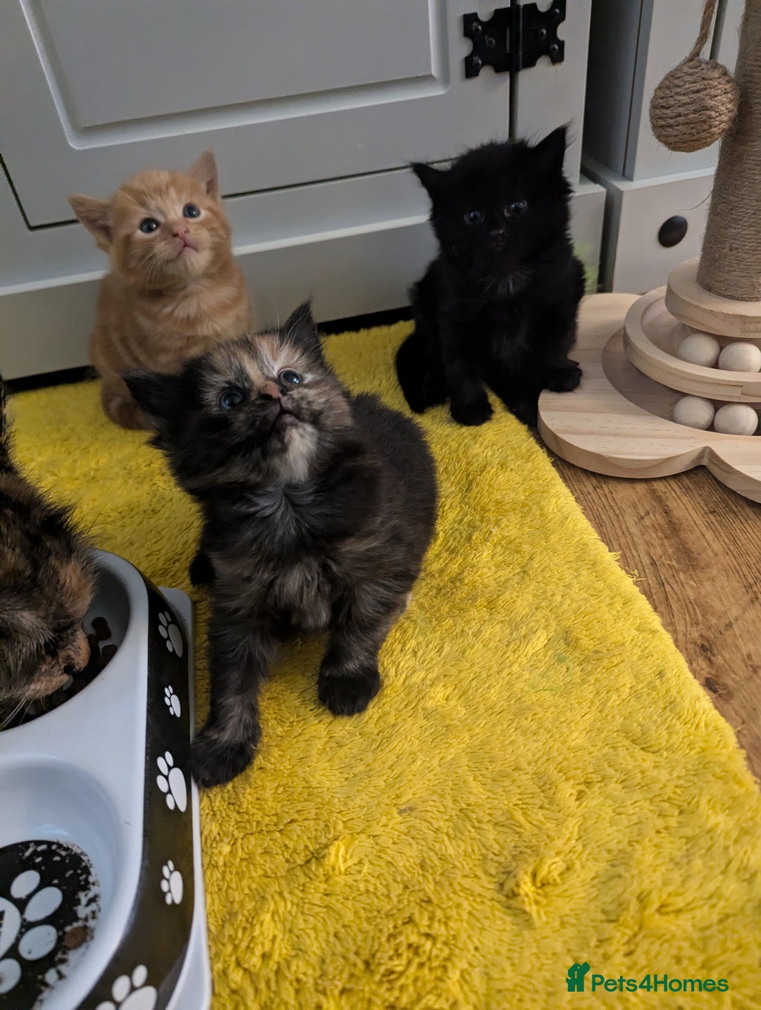 Mixed Breed cats for sale: wonderful Kittens  - Image 2
