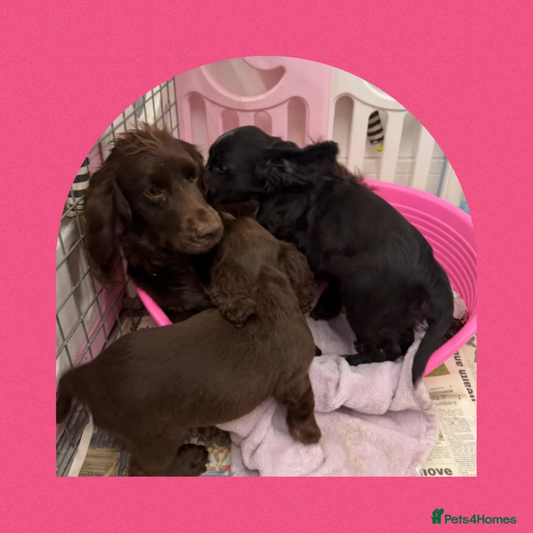 Cocker Spaniel dogs for sale: Cocker Spaniel's working - Advert 6