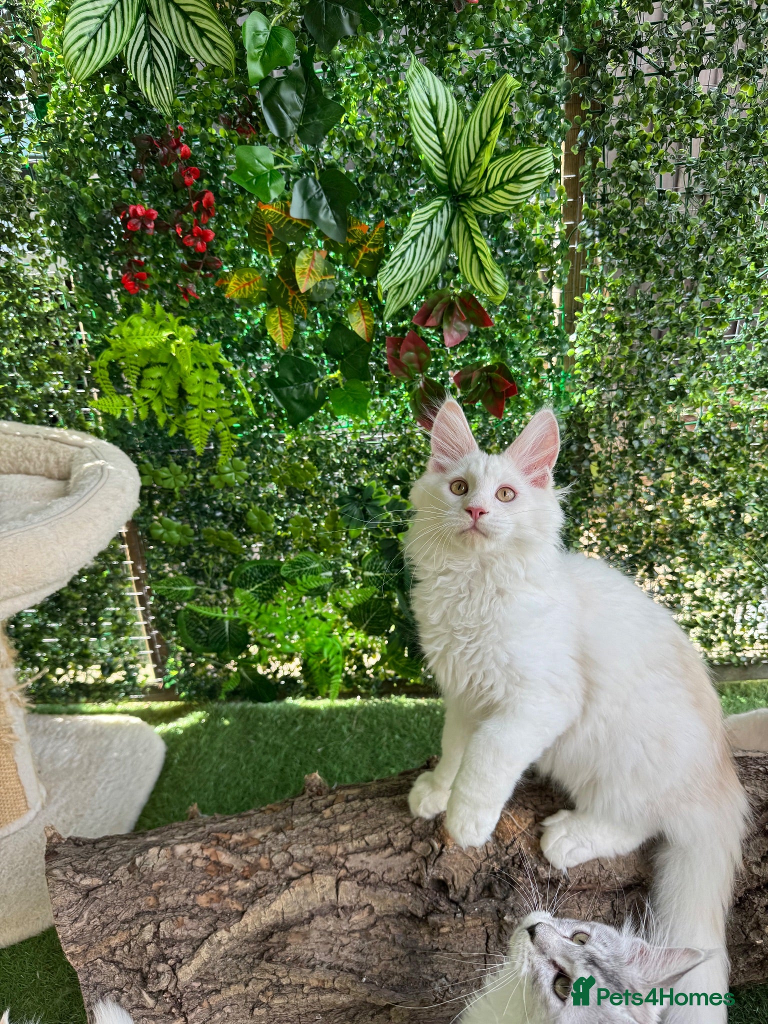 Maine Coon cats     🌟🌟Amazing Kittens Maine Coon 🌟🌟 - Advert 13