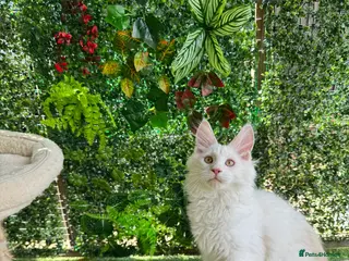 Maine Coon cats 🌟🌟Amazing Kittens Maine Coon 🌟🌟 - Advert 13