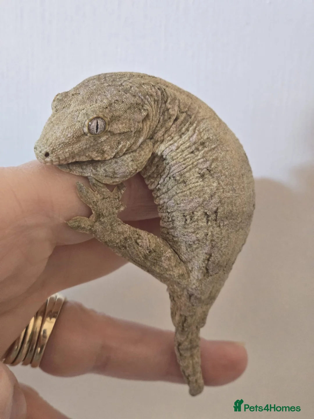 Snake reptiles for sale:  Western hognose snakes from £120 & Leachie gecko - Advert 2