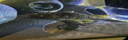 Plecos fish for sale: Pleco for rehoming in ELY - Advert 3