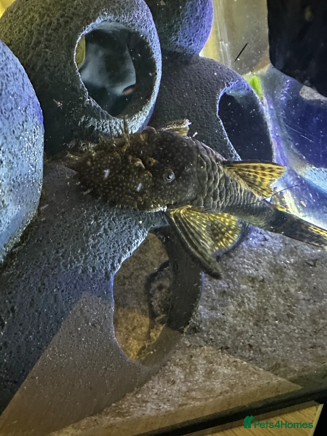 Plecos fish for sale: Pleco for rehoming in ELY - Advert 3