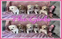 Mini Goldendoodle dogs for sale: Beautiful Family Raised F1 Mini Golden-doodles  - Image 36