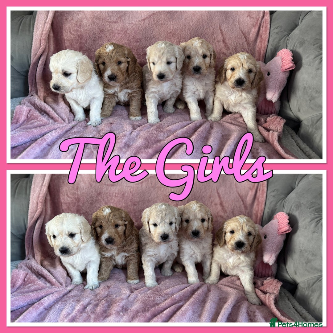 Mini Goldendoodle dogs for sale: Beautiful Family Raised F1 Mini Golden-doodles  - Image 36