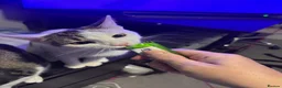 Domestic Shorthair cats for adoption: Lily & Tallulah - Adopt Cats in Crisis East Ldn - Advert 7