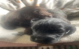 Mixed Breed dogs for sale: pudel pointers - Image 3